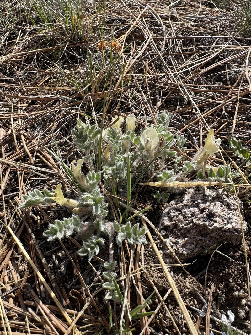 Astragalus purshii var. purshii photo 2
