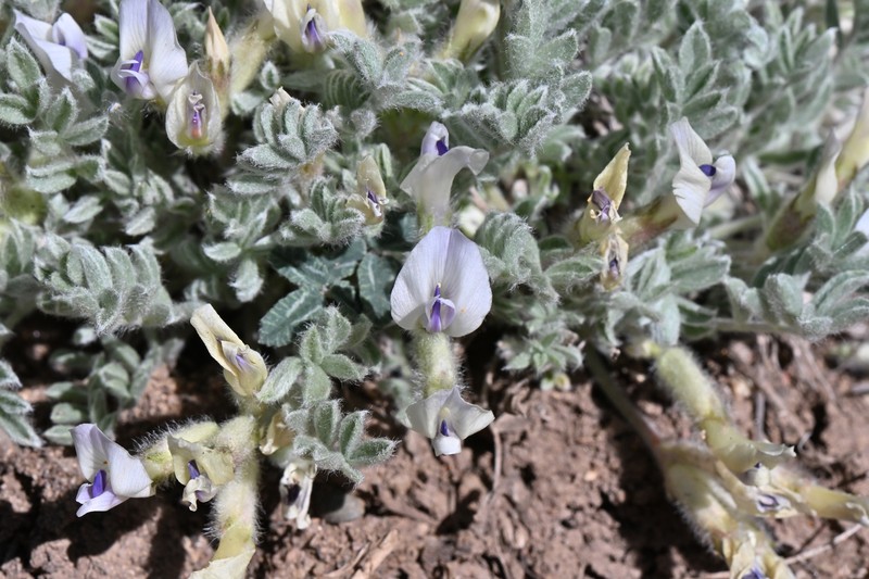 Astragalus purshii var. purshii photo 3