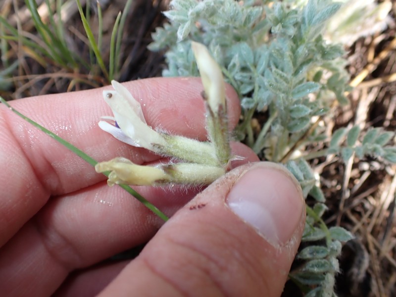 Astragalus purshii var. purshii photo 4