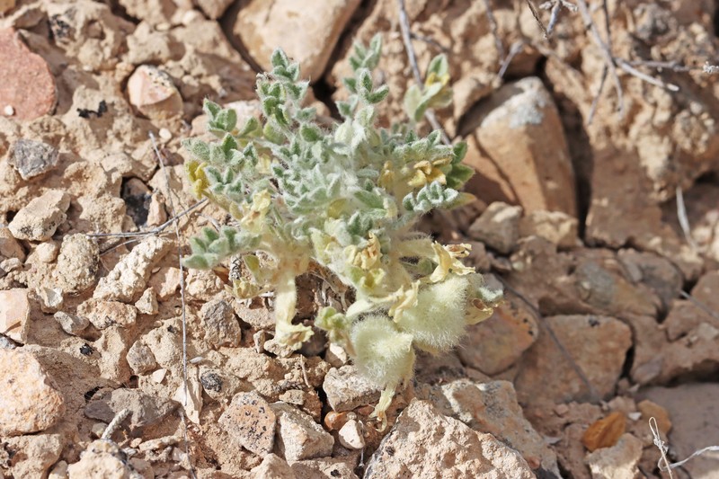 Astragalus purshii var. purshii photo 5
