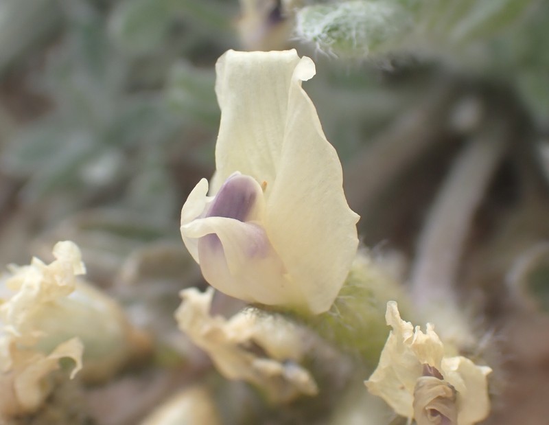 Astragalus purshii var. purshii photo 6