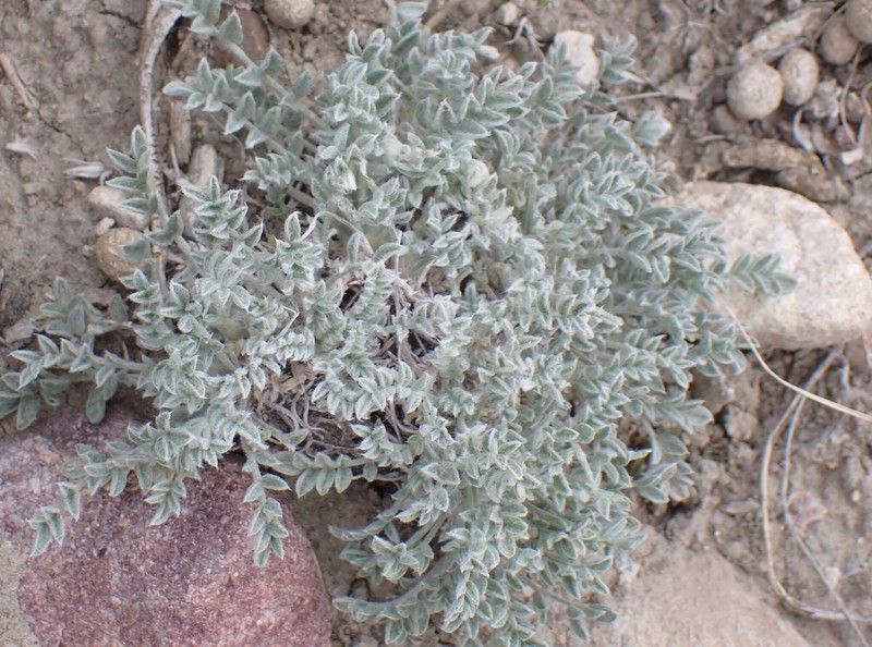 Astragalus purshii var. purshii photo 7