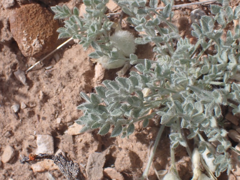 Astragalus purshii var. purshii photo 8