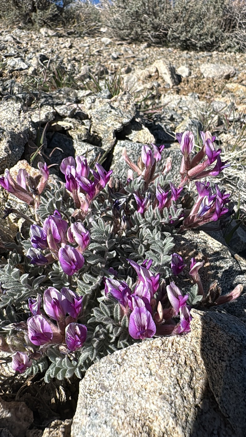 Astragalus purshii var. tinctus