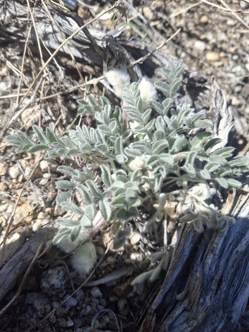 Astragalus purshii var. tinctus photo 2