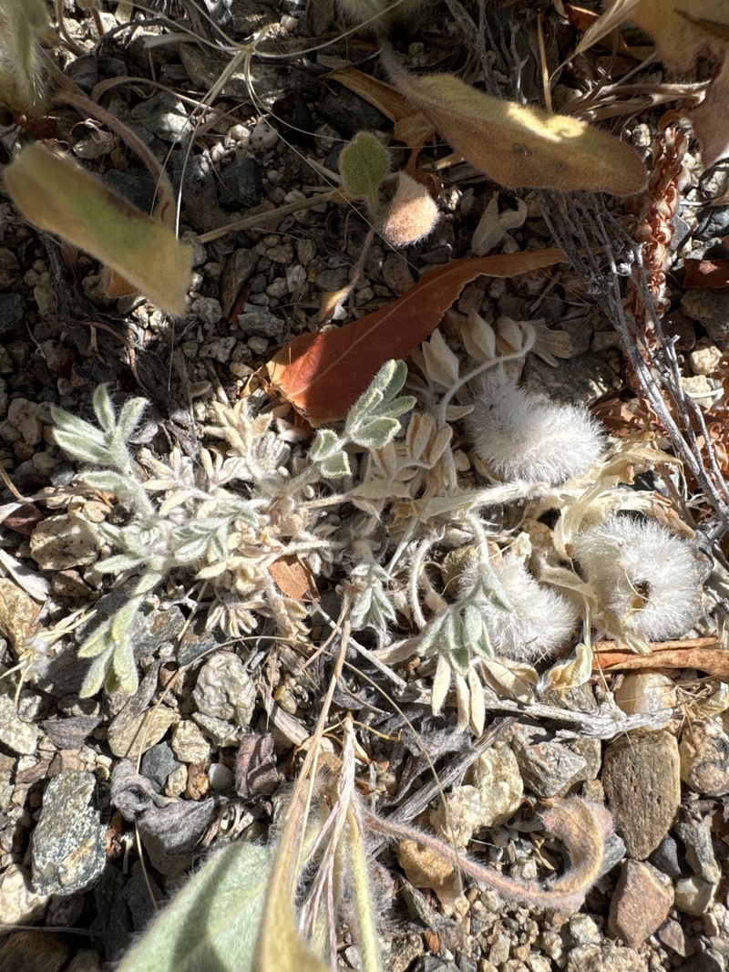 Astragalus purshii var. tinctus photo 3