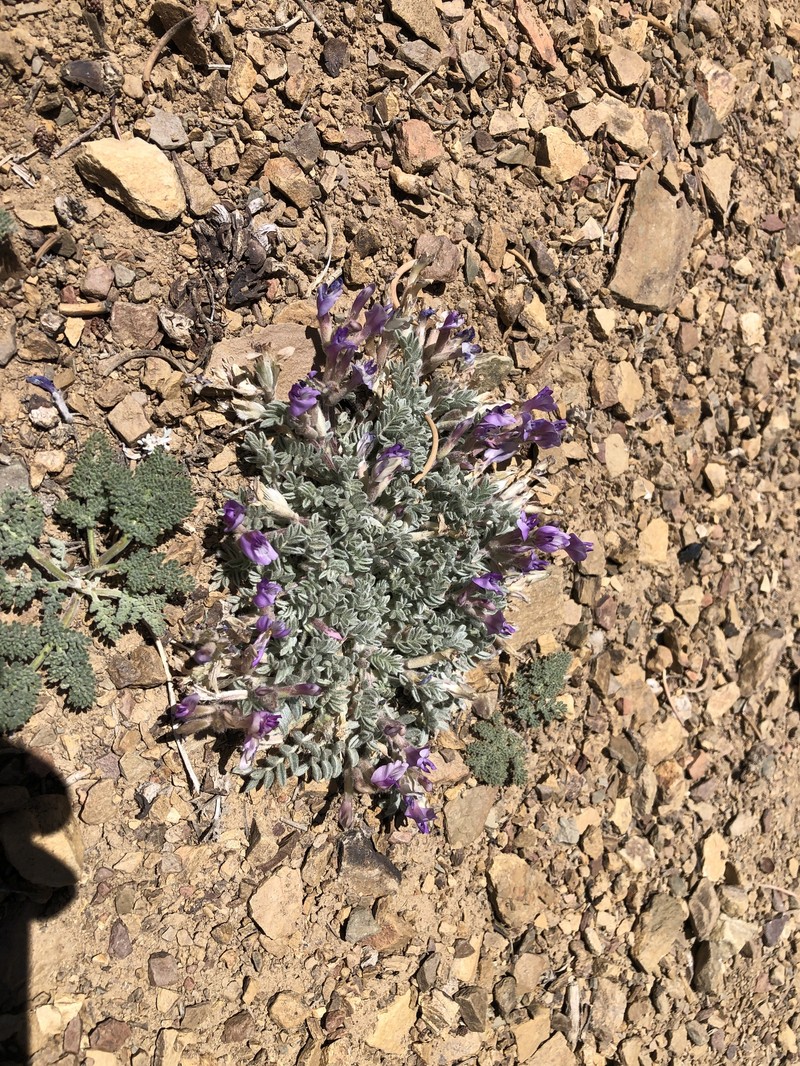 Astragalus purshii var. tinctus photo 4