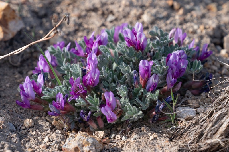 Astragalus purshii var. tinctus photo 5