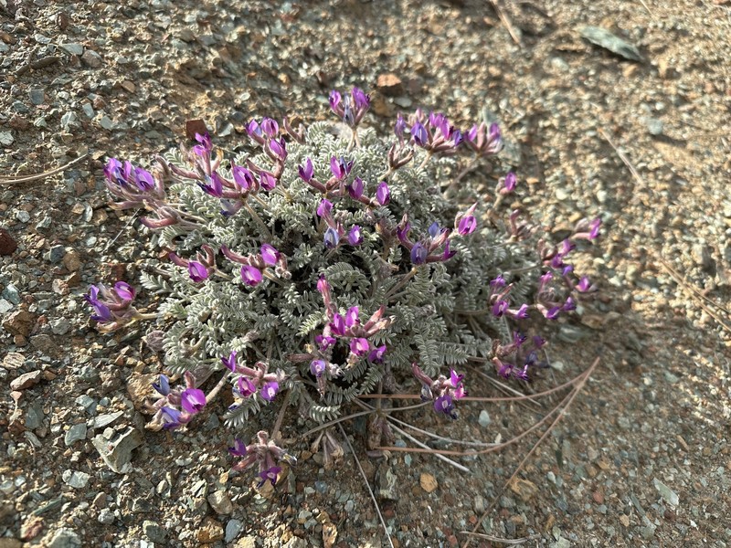 Astragalus purshii var. tinctus photo 6
