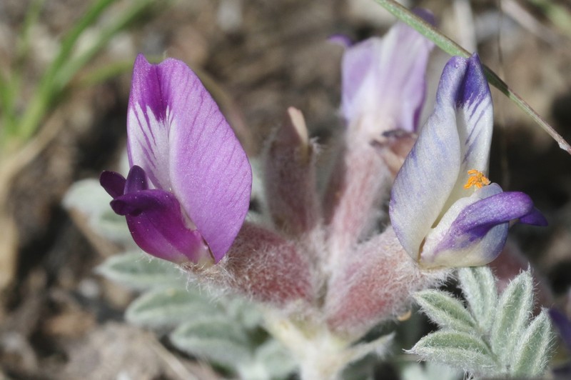 Astragalus purshii var. tinctus photo 7