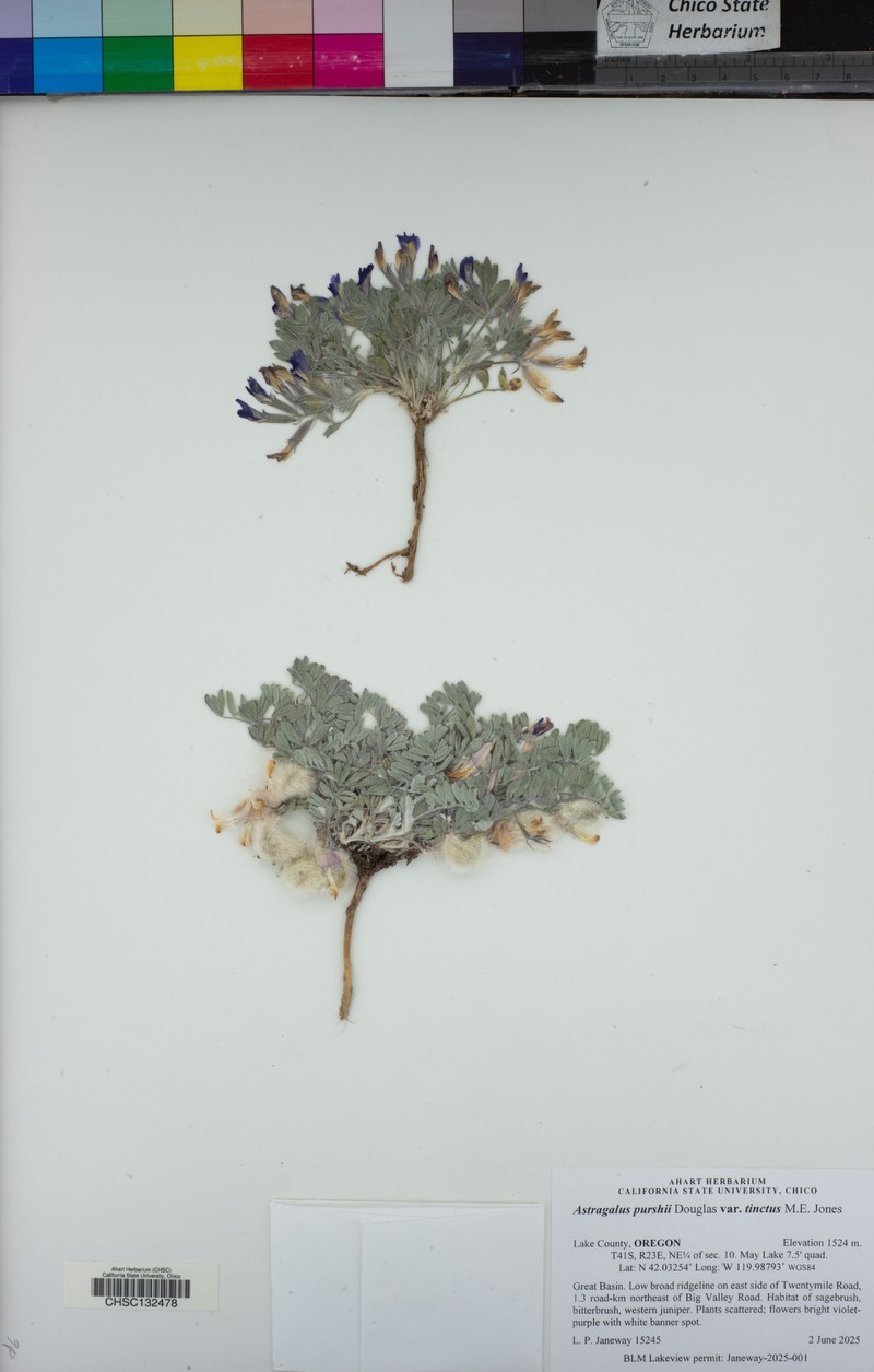 Astragalus purshii var. tinctus photo 8