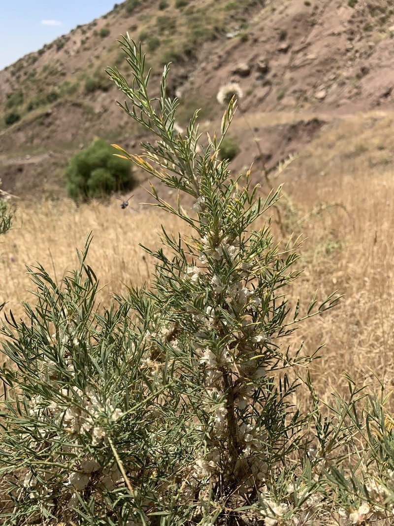 Astragalus pushtashanicus