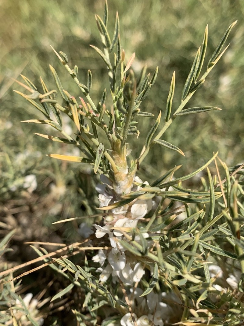 Astragalus pushtashanicus photo 2