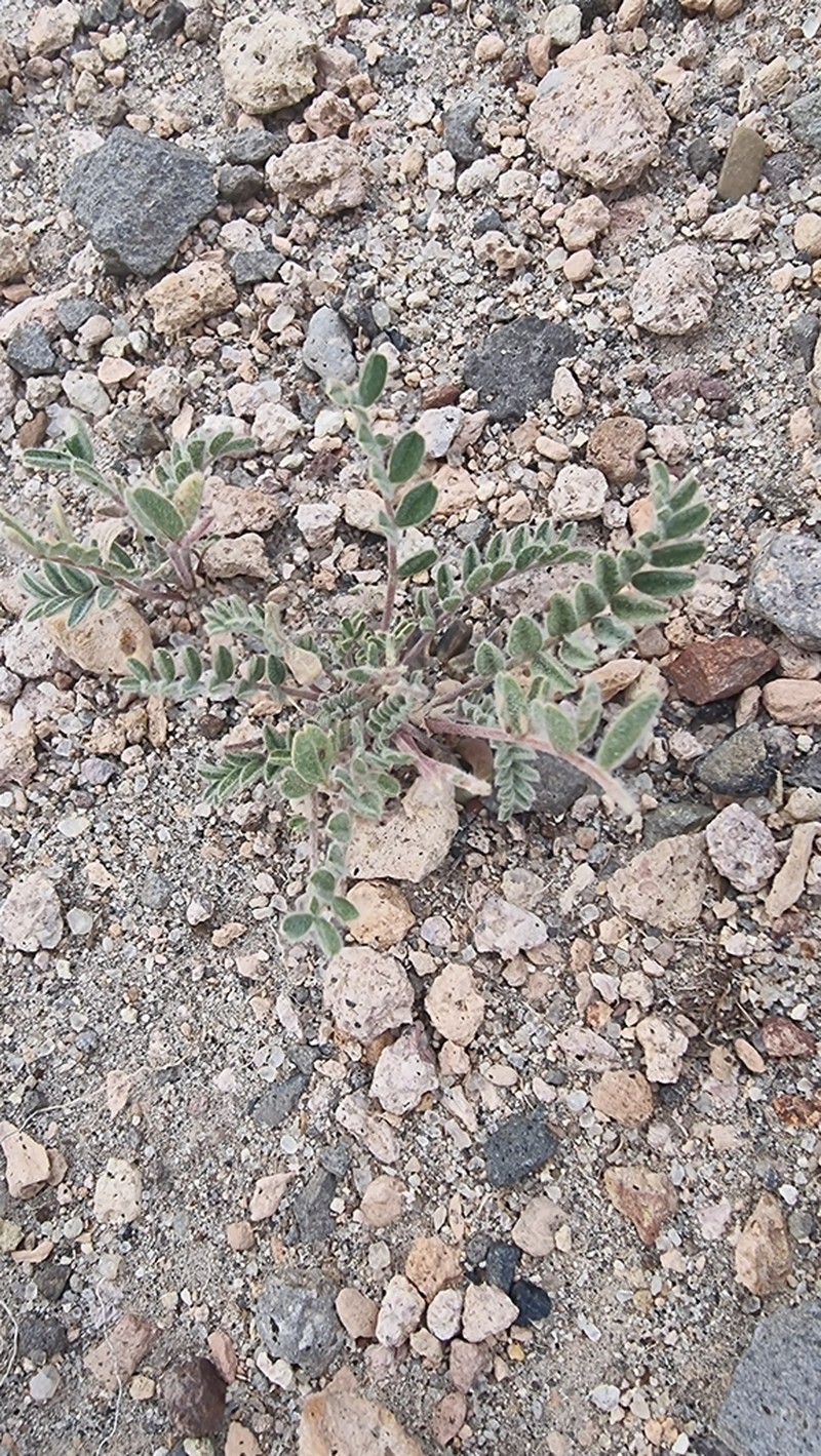 Astragalus pusillus