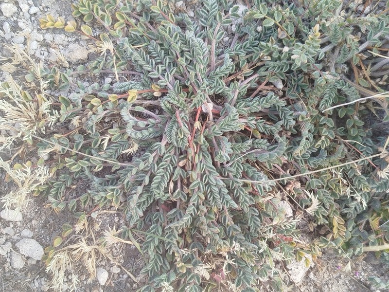 Astragalus pusillus photo 2
