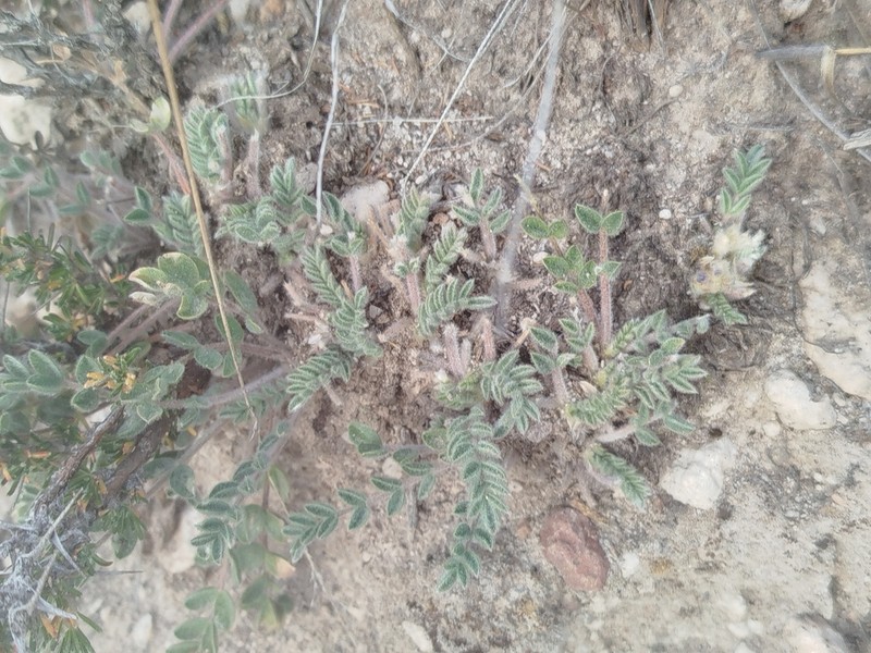 Astragalus pusillus photo 3