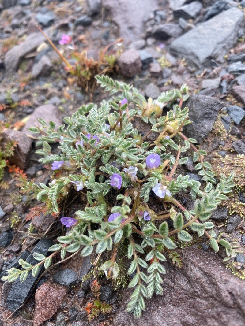Astragalus pusillus photo 4