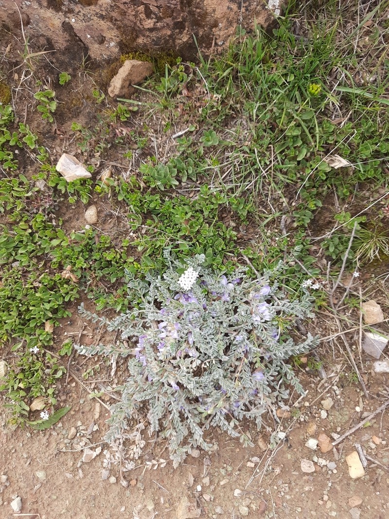 Astragalus pusillus photo 5