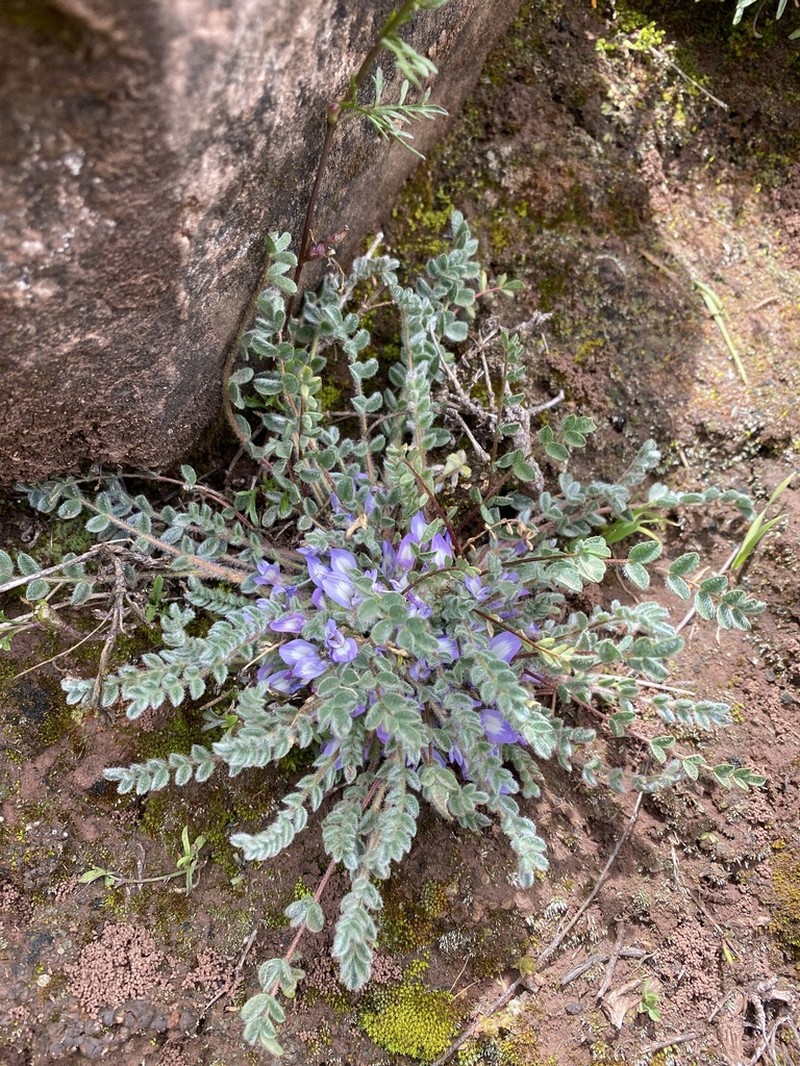 Astragalus pusillus photo 6