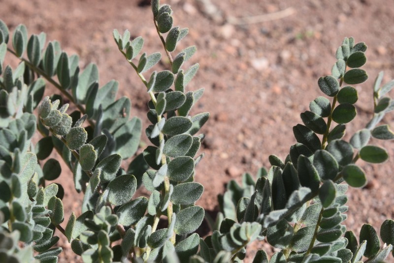 Astragalus pusillus photo 7