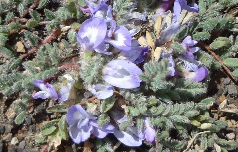 Astragalus pusillus photo 8
