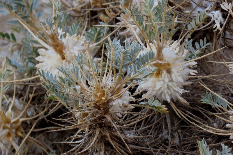 Astragalus pycnocephalus