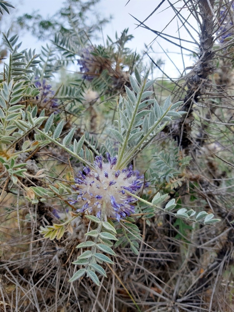 Astragalus pycnocephalus photo 2