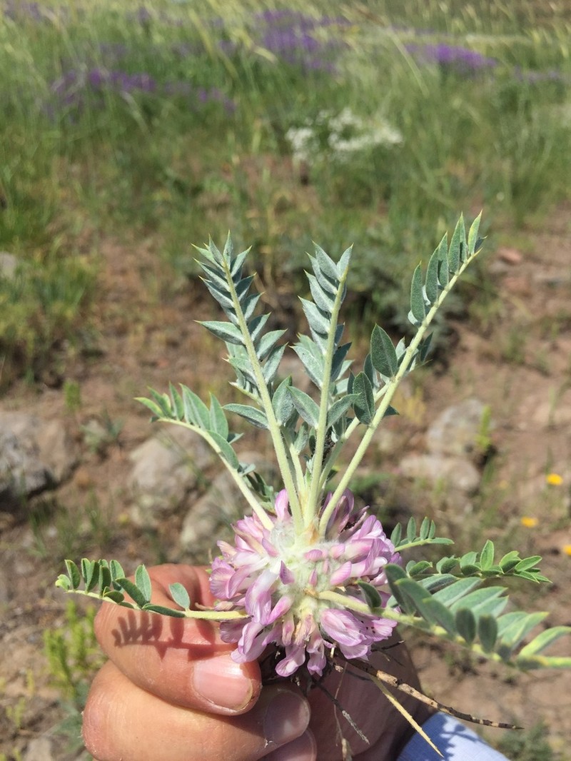 Astragalus pycnocephalus photo 3