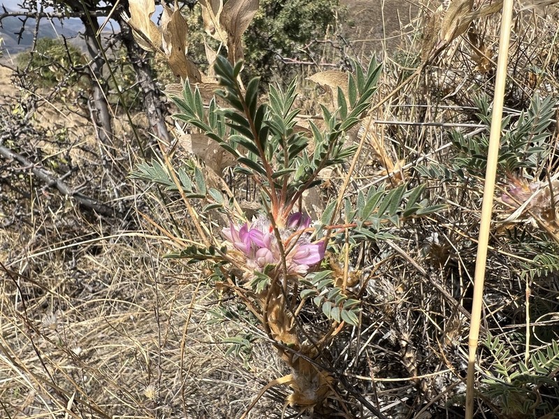 Astragalus pycnocephalus photo 4