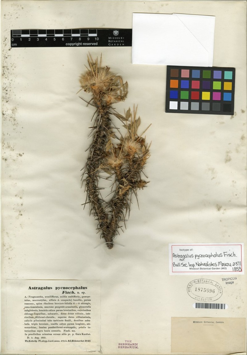 Astragalus pycnocephalus photo 5