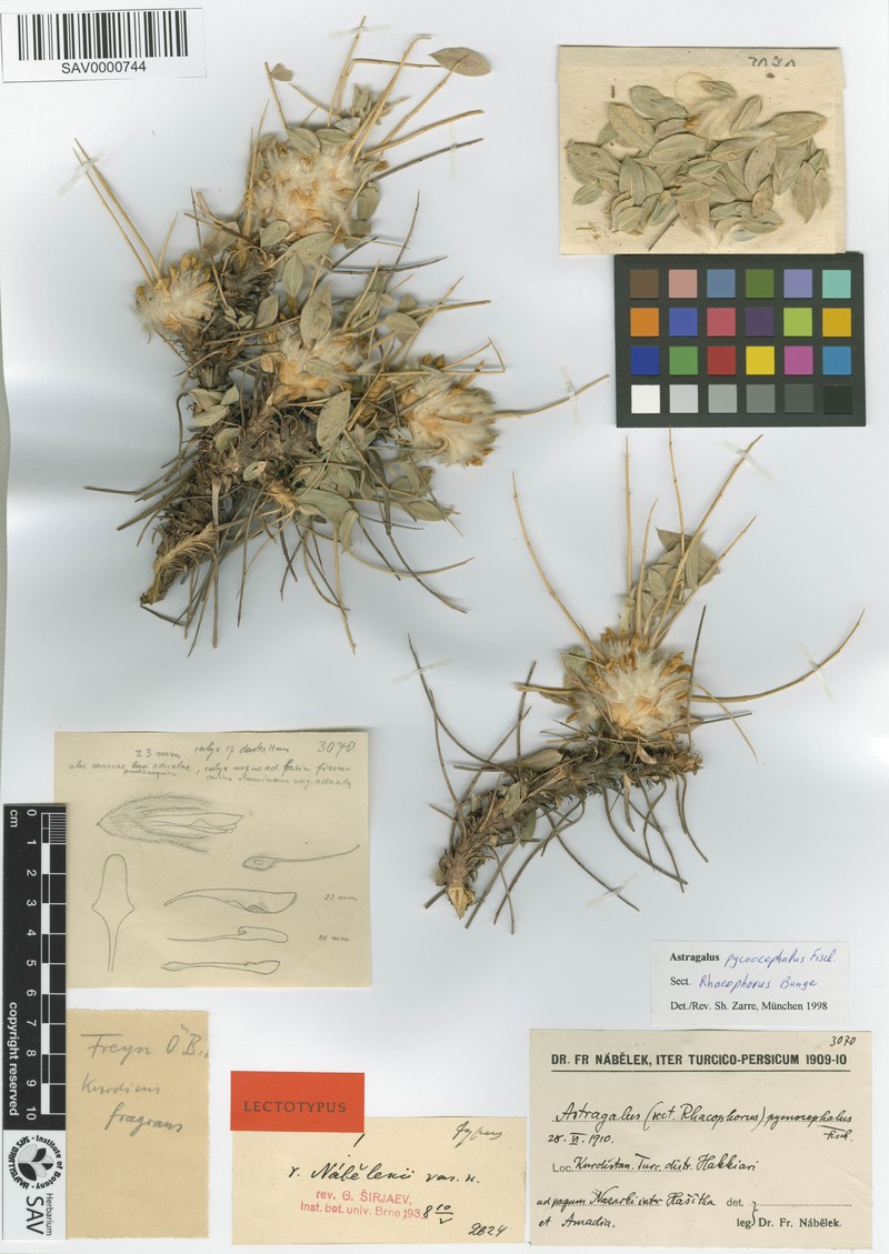 Astragalus pycnocephalus photo 6