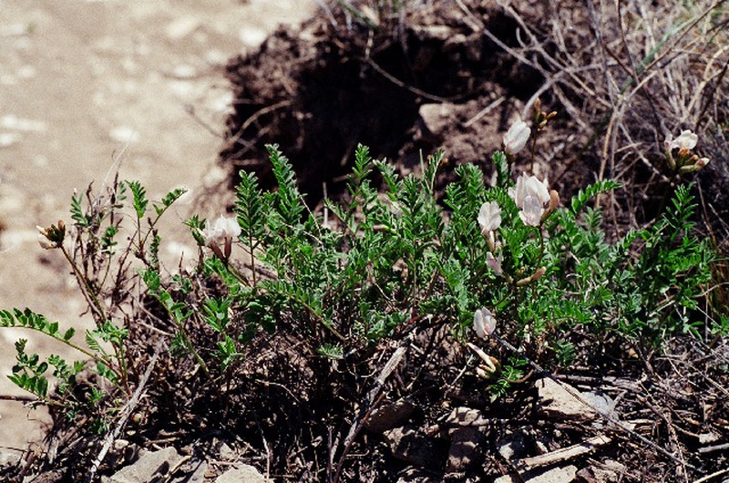 Astragalus pycnolobus
