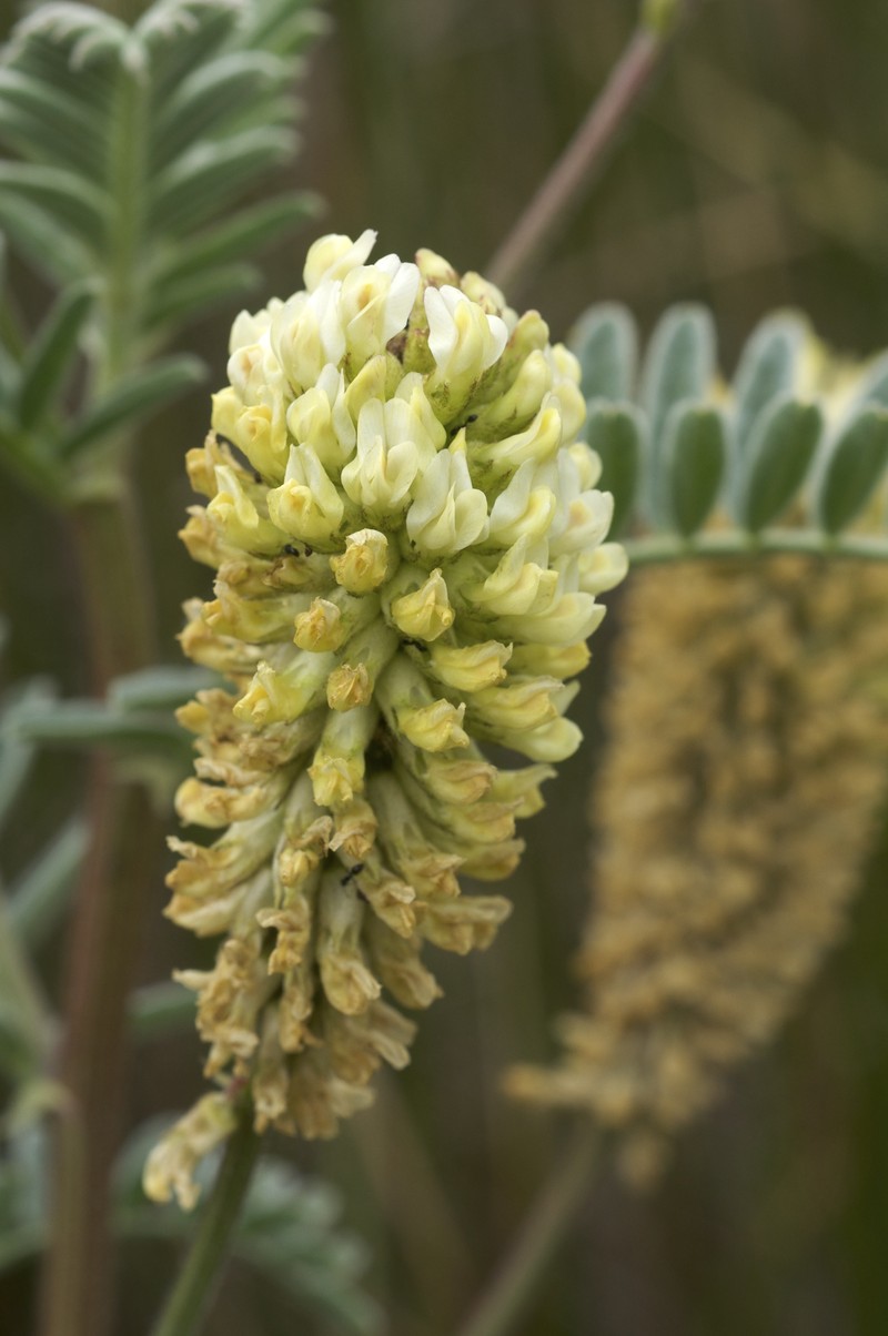 Marsh Milkvetch