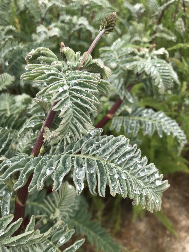 Marsh Milkvetch photo 3