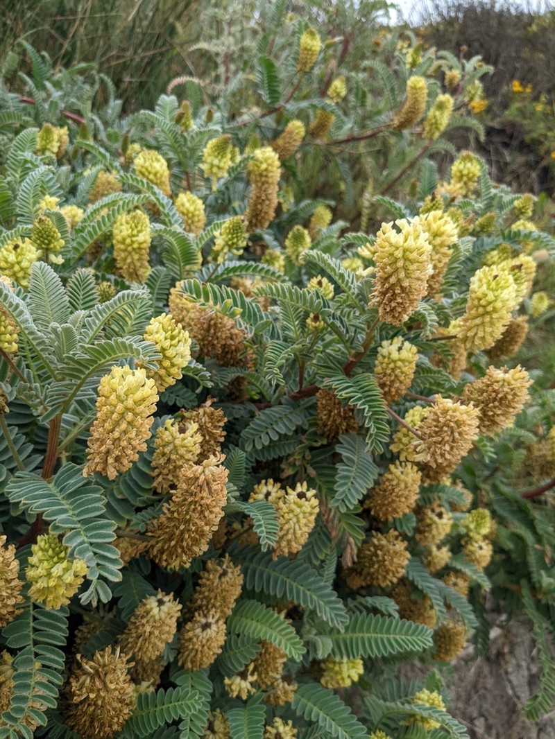 Marsh Milkvetch photo 4