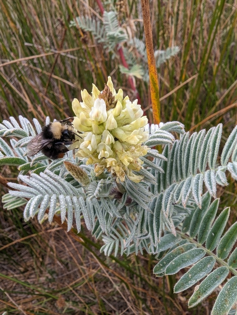 Marsh Milkvetch photo 5