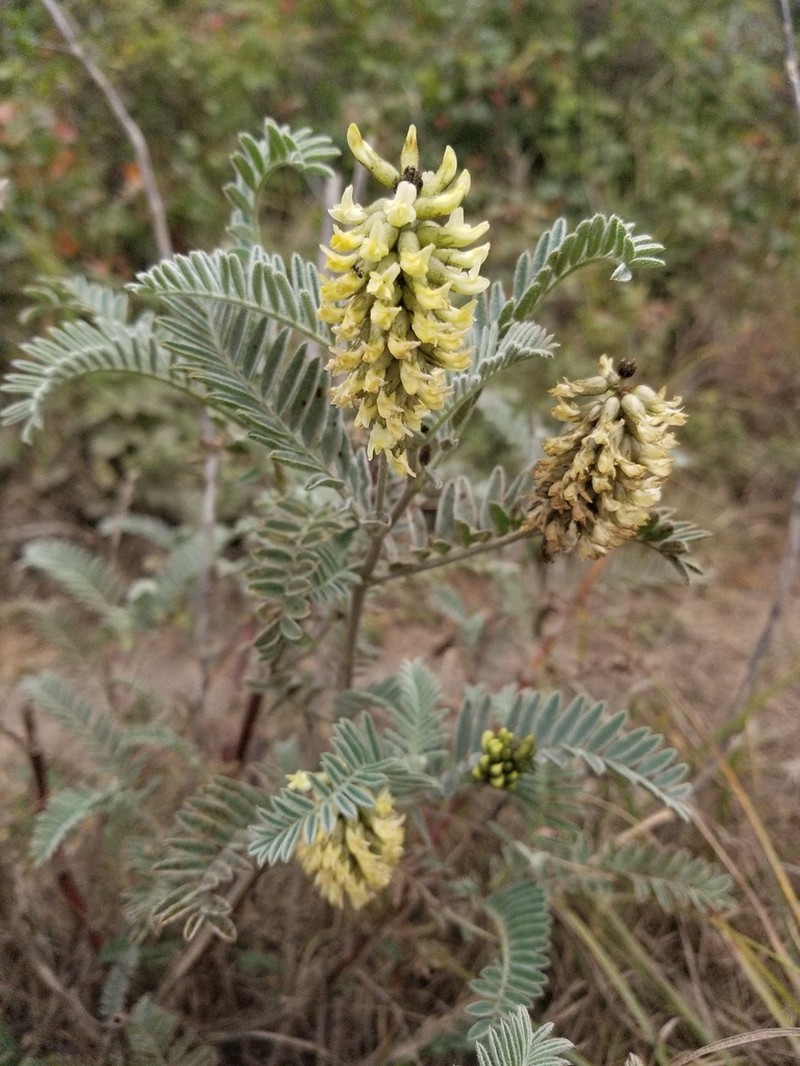 Marsh Milkvetch photo 6