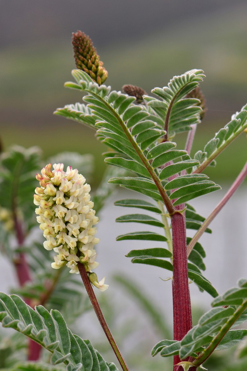 Marsh Milkvetch photo 7