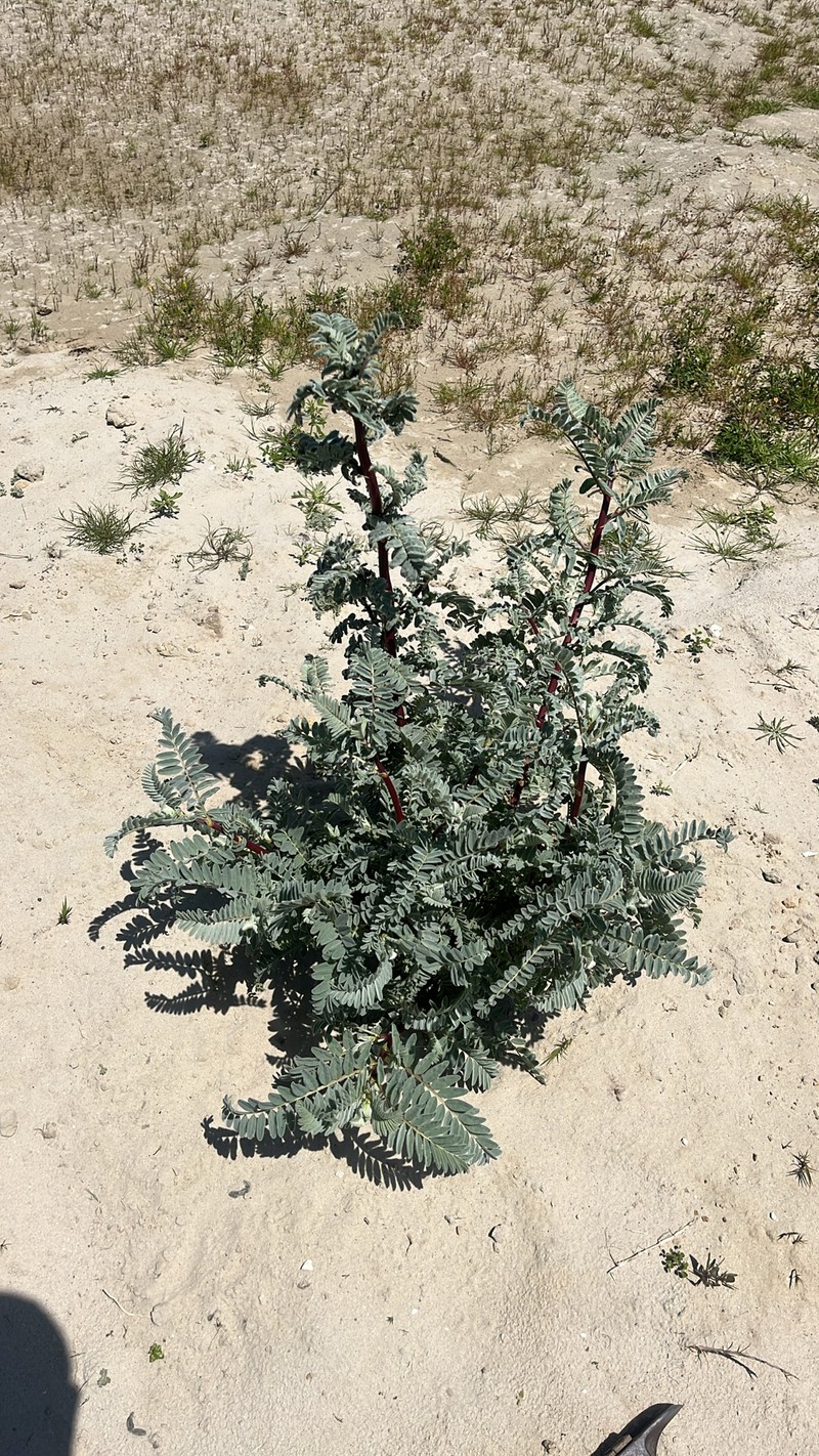 Astragalus pycnostachyus var. lanosissimus