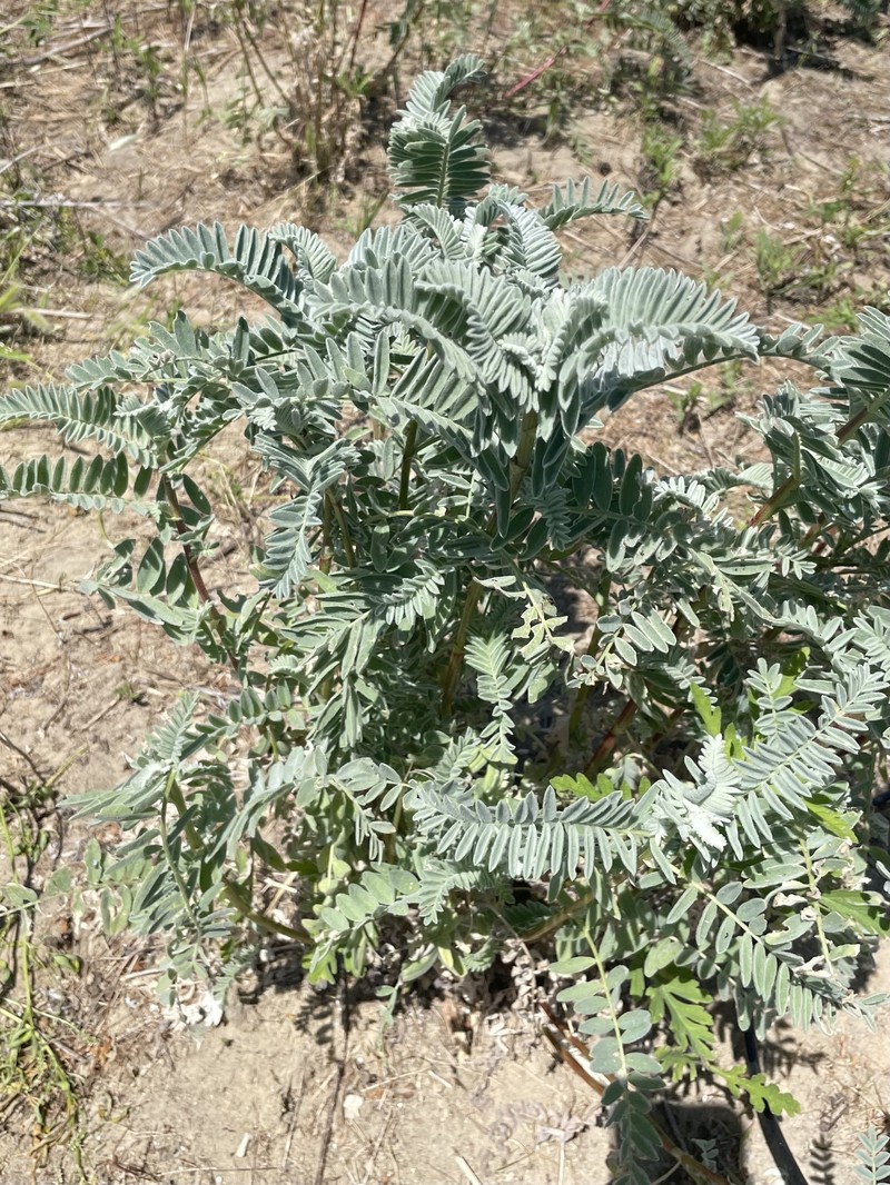 Astragalus pycnostachyus var. lanosissimus photo 2