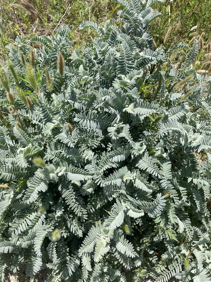 Astragalus pycnostachyus var. lanosissimus photo 3