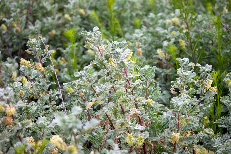 Astragalus pycnostachyus var. lanosissimus photo 4