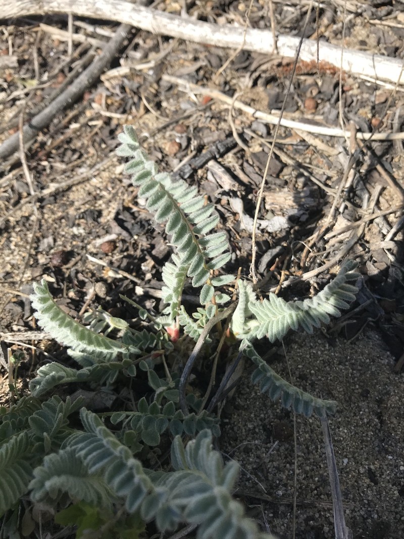 Astragalus pycnostachyus var. lanosissimus photo 5