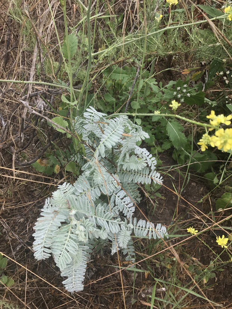 Astragalus pycnostachyus var. lanosissimus photo 6