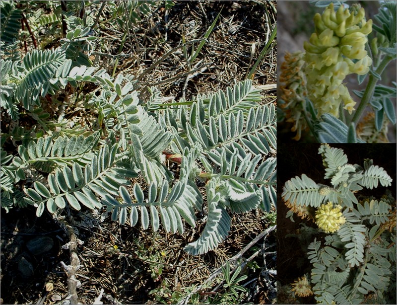 Astragalus pycnostachyus var. lanosissimus photo 7