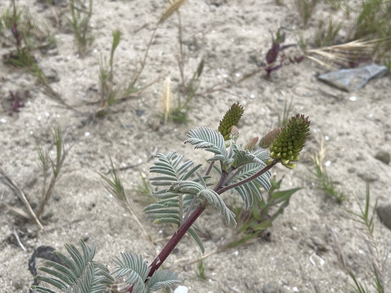 Astragalus pycnostachyus var. pycnostachyus