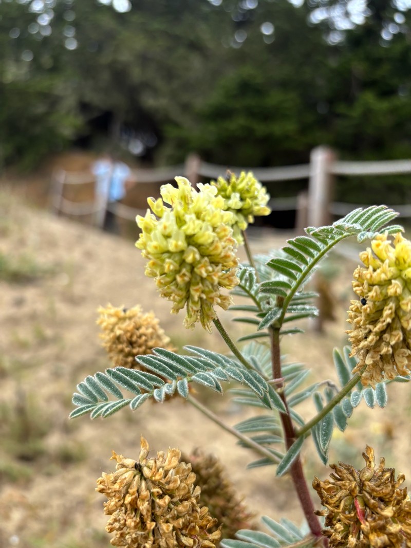 Astragalus pycnostachyus var. pycnostachyus photo 2