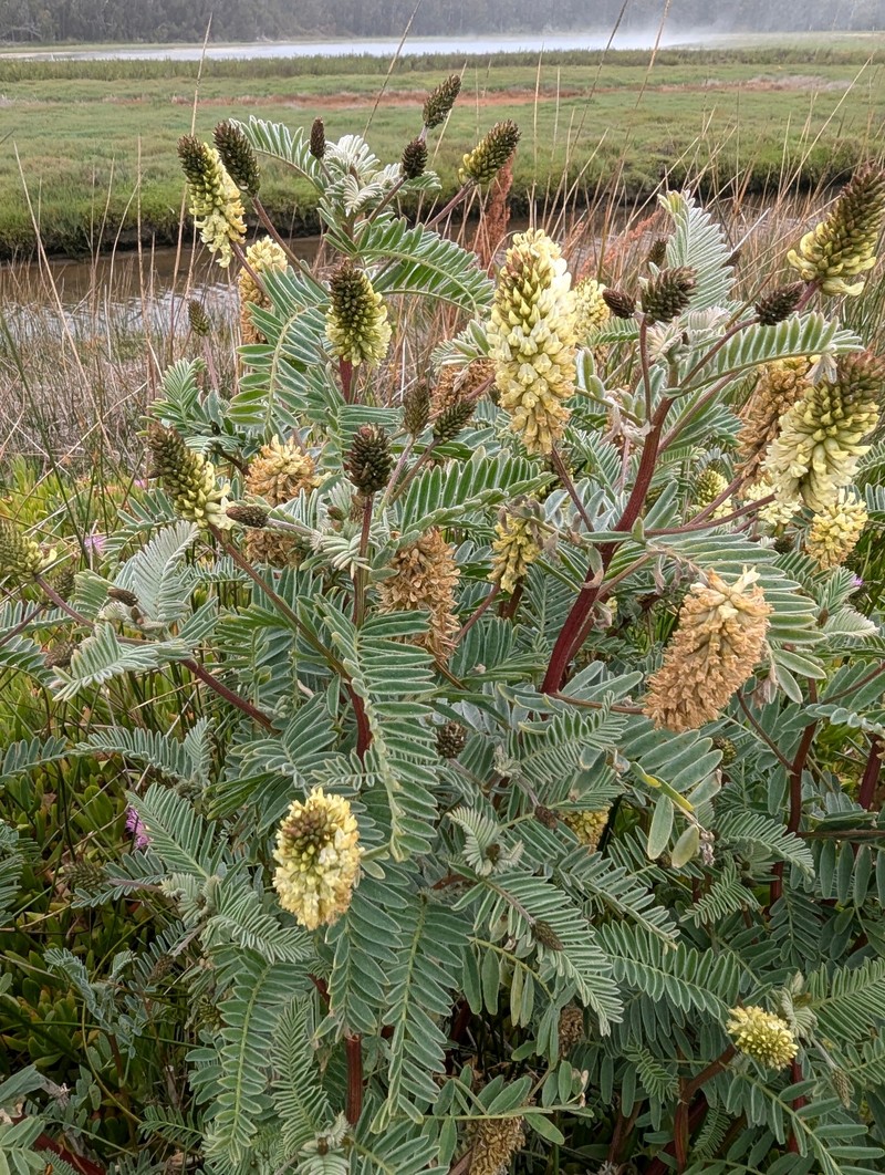 Astragalus pycnostachyus var. pycnostachyus photo 3
