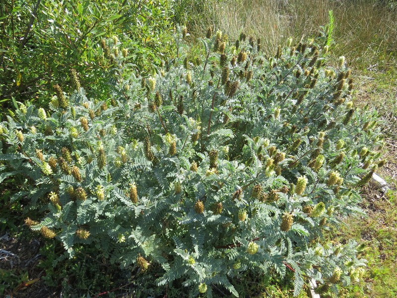 Astragalus pycnostachyus var. pycnostachyus photo 6