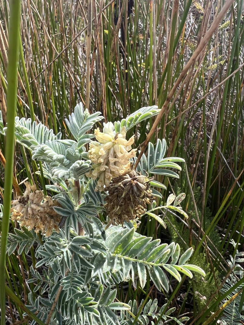 Astragalus pycnostachyus var. pycnostachyus photo 7